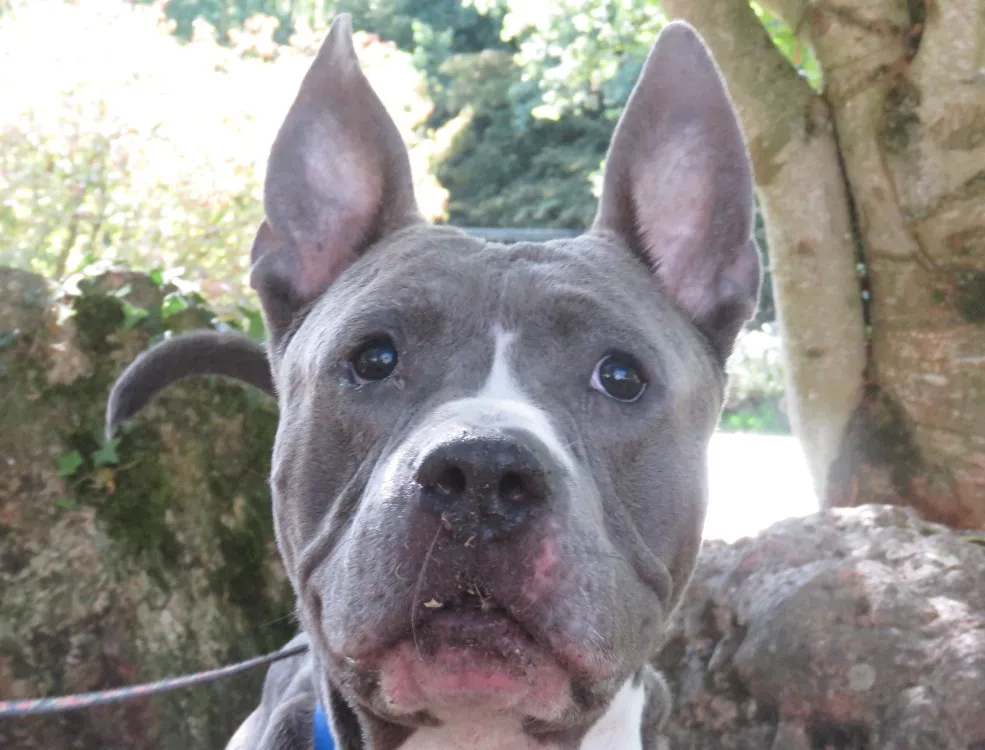 À l'adoption : Oaa19935 Bobby