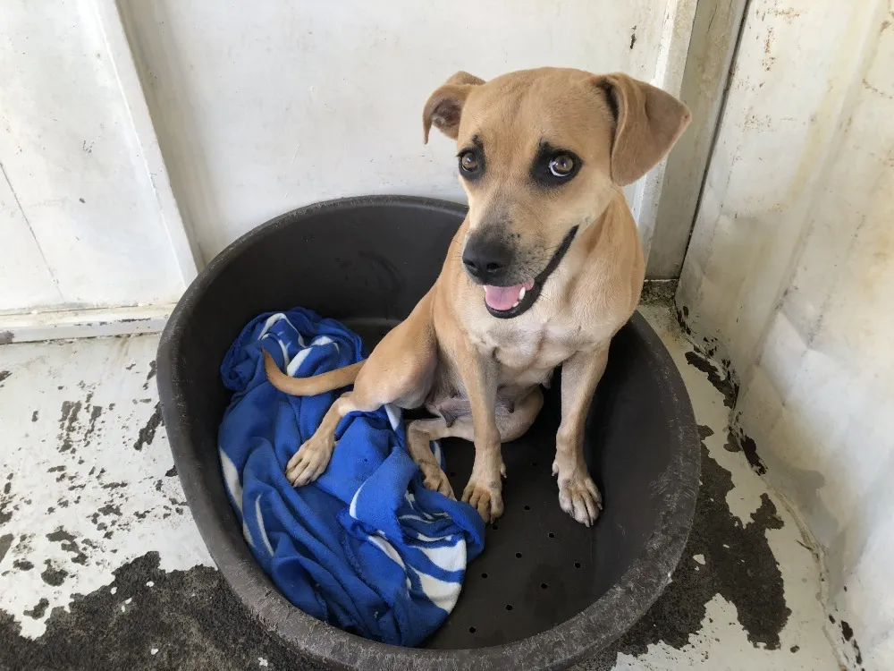 À l'adoption : Harmonie