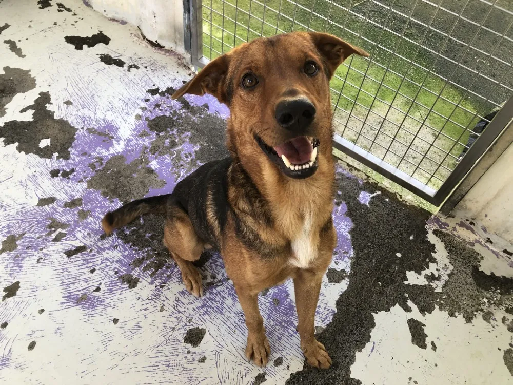 À l'adoption : Jazz