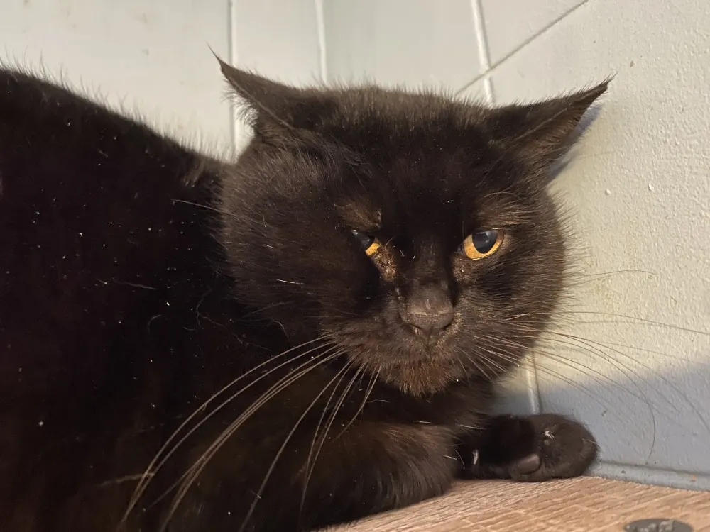 À l'adoption : Primrose