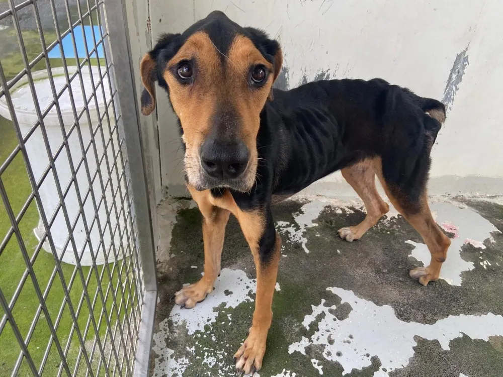 À l'adoption : Enola