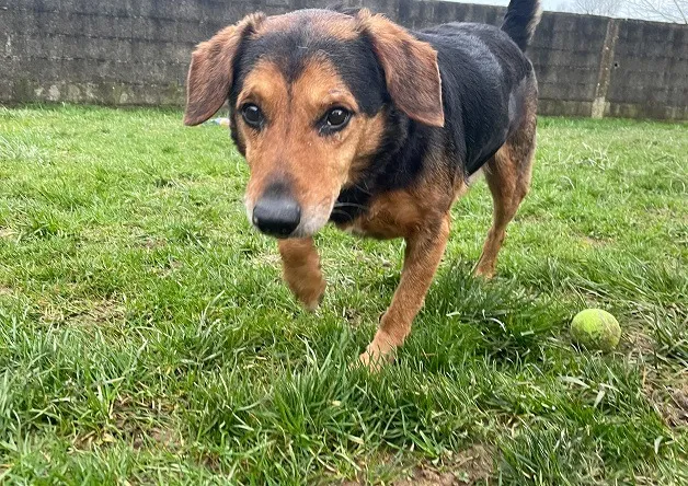 À l'adoption : Rudy