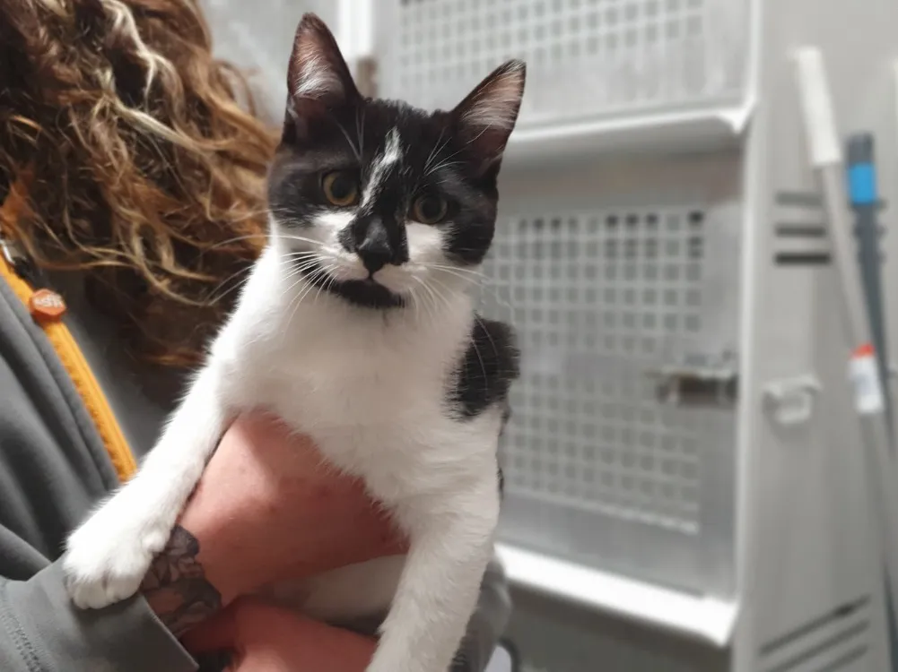 À l'adoption : Wall.E (Adoption En Duo Avec Wasabi)