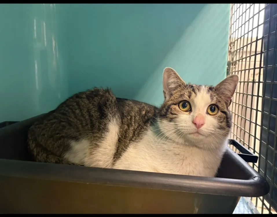 À l'adoption : Charlie