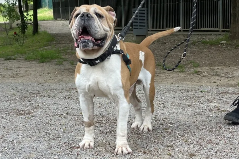 À l'adoption : Nestor