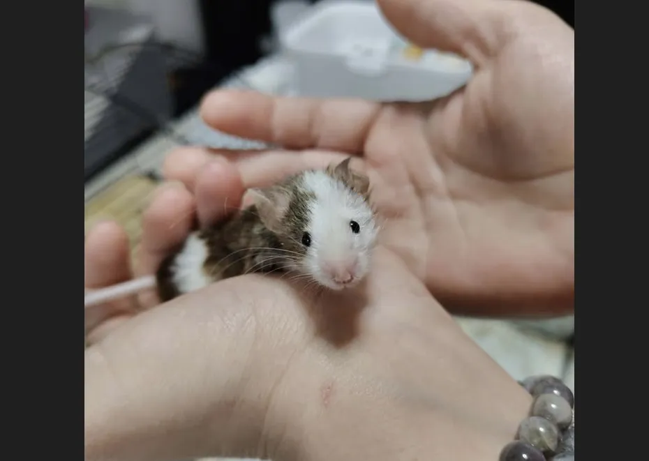 À l'adoption : Bulbi