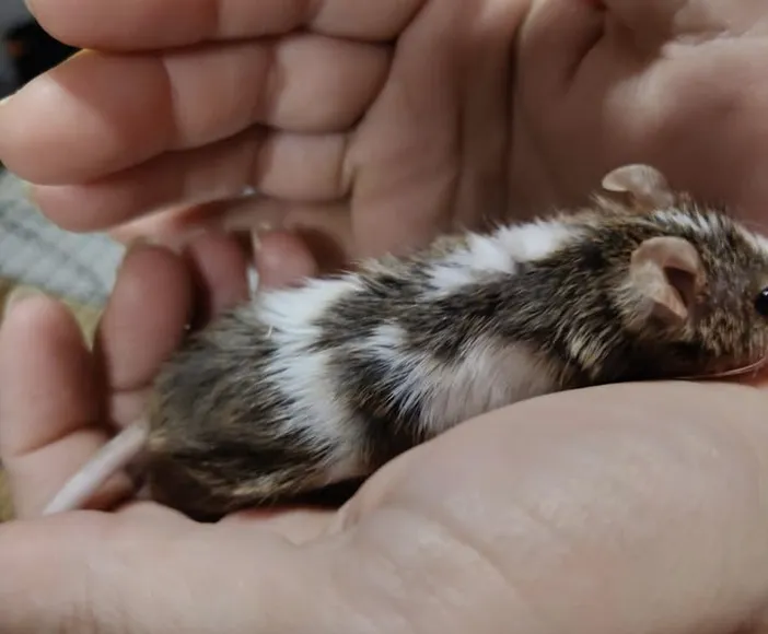 À l'adoption : Bonsaï