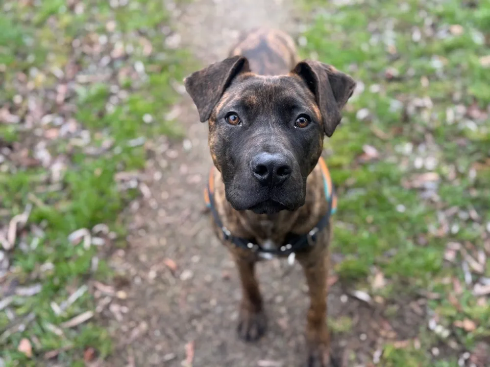 À l'adoption : Yayou Oaa19918