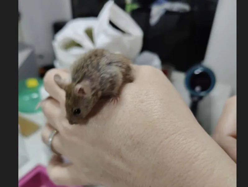 À l'adoption : Bart