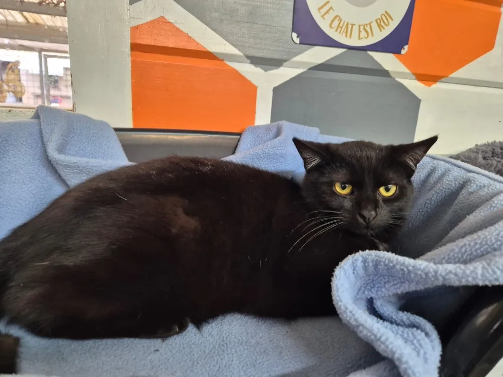 À l'adoption : Kino