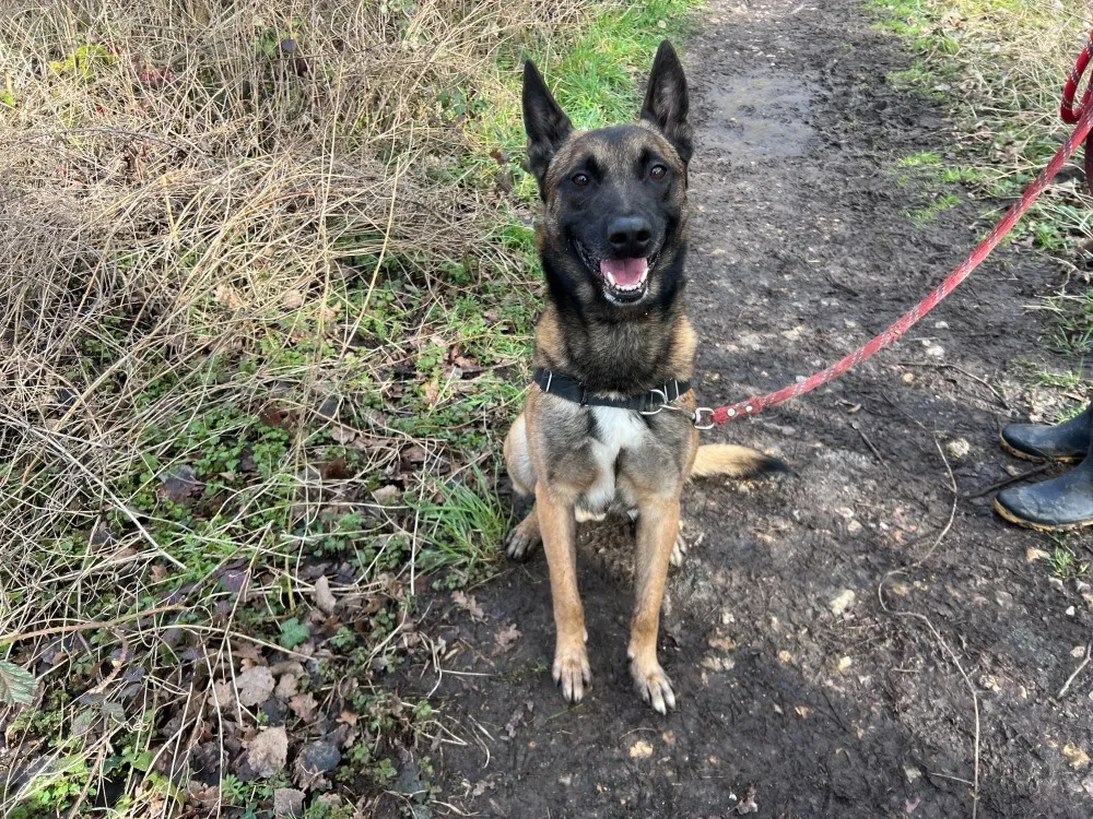 À l'adoption : Oaa 19932 Scan