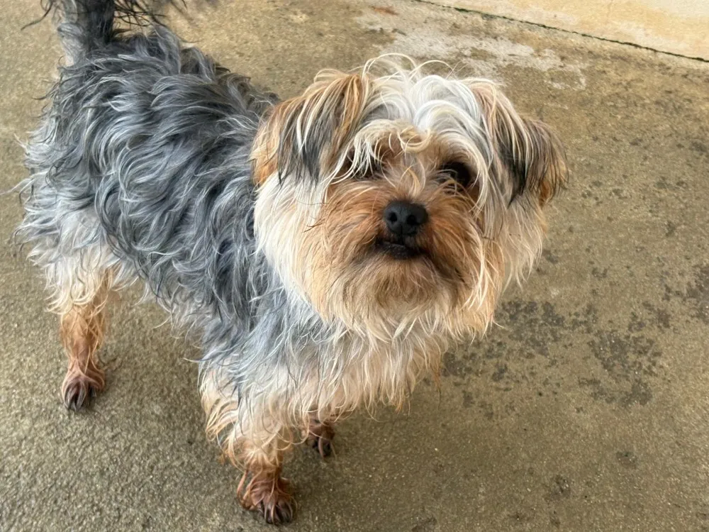 À l'adoption : Vito