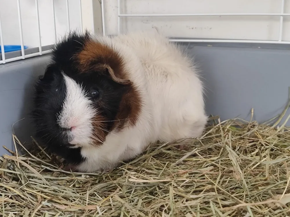 À l'adoption : Shanks