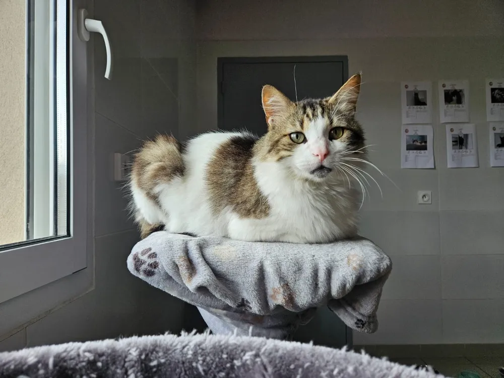 À l'adoption : Mimounet