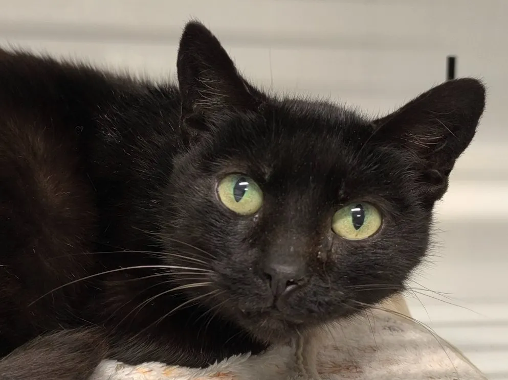 À l'adoption : Poupouce