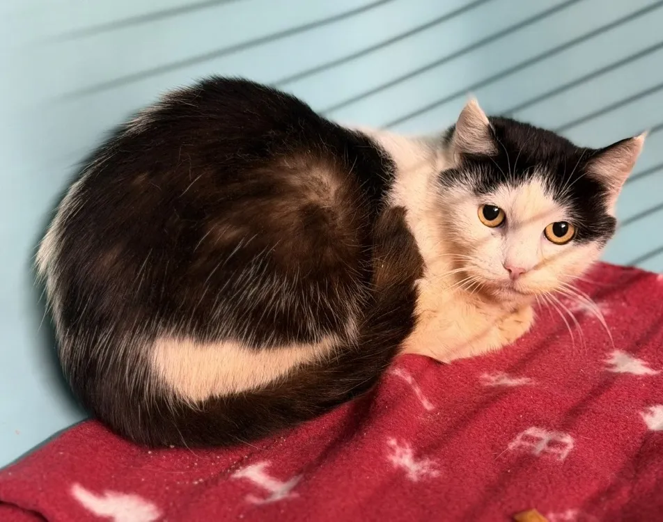 À l'adoption : Bichette Cab5212