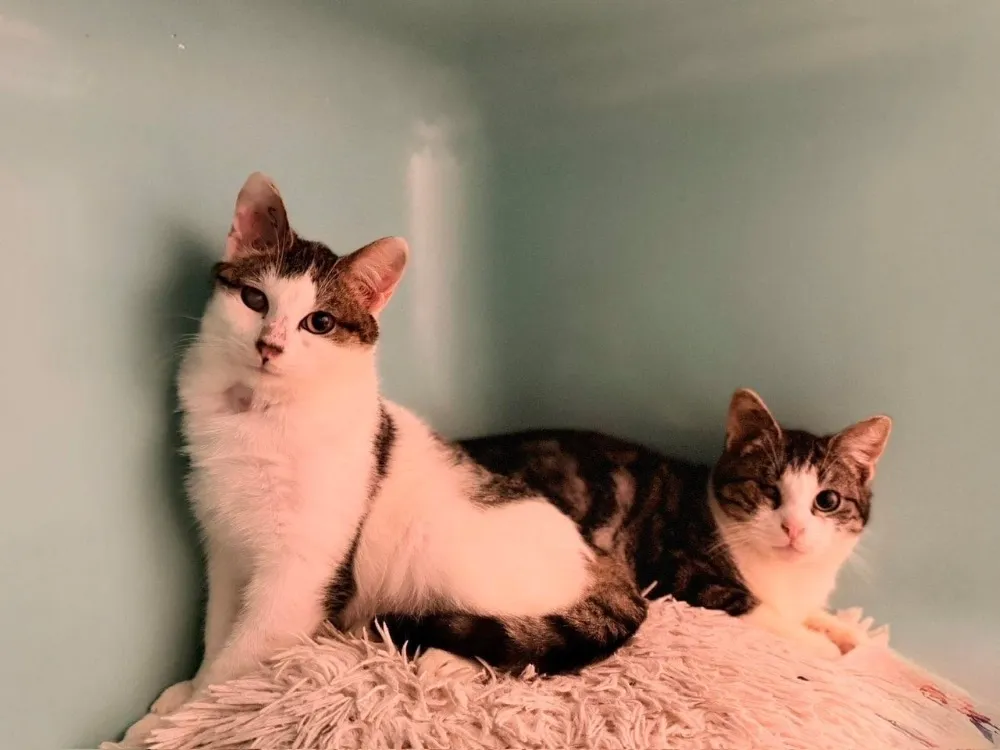 À l'adoption : Muffin Cab5202