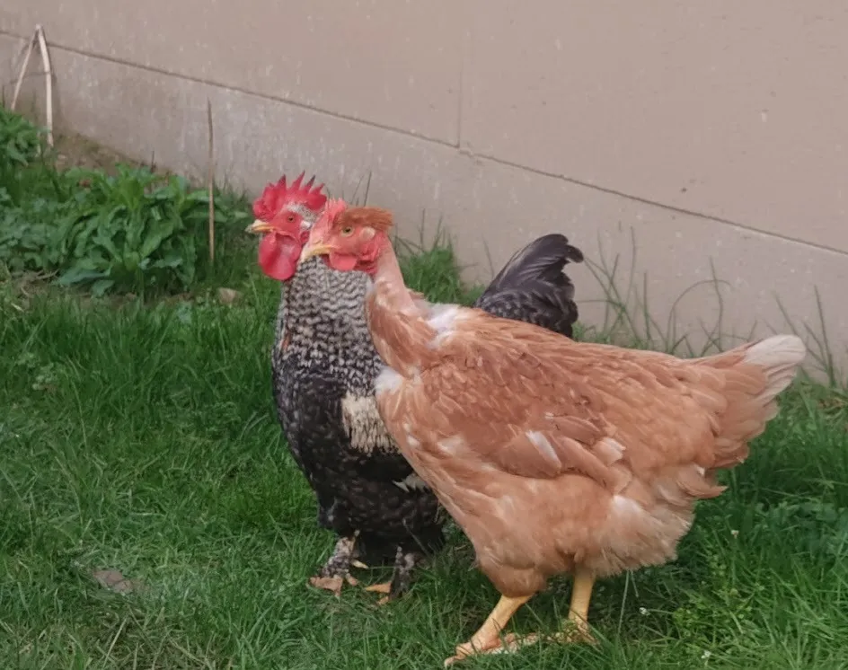 À l'adoption : Valentine Cac