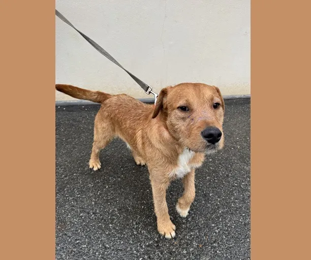 À l'adoption : Volt Haa2424719