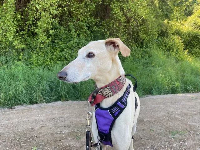 À l'adoption : Walibi
