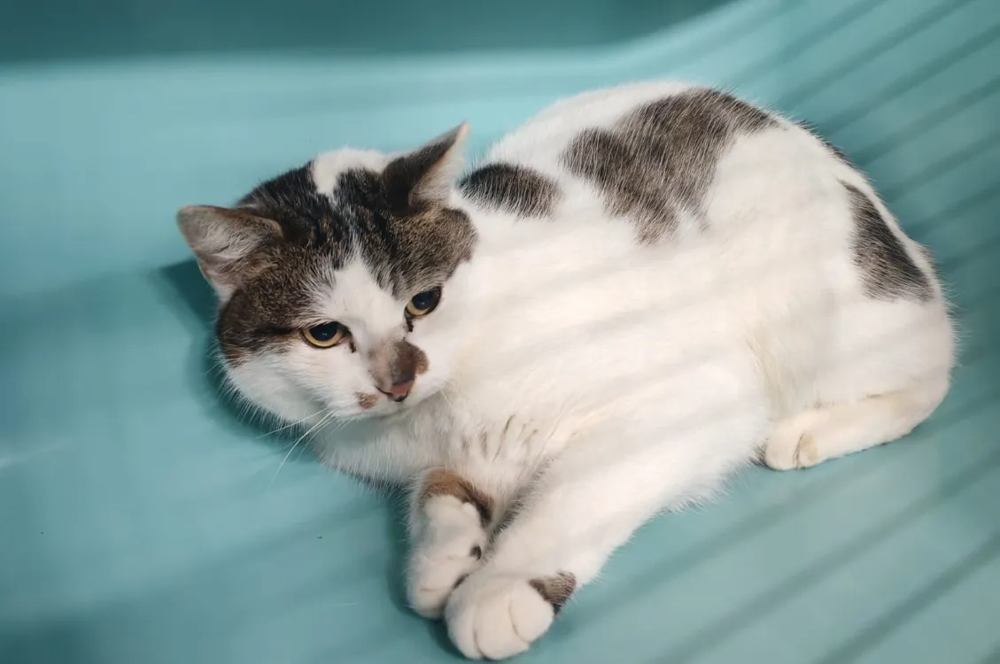 À l'adoption : Paty