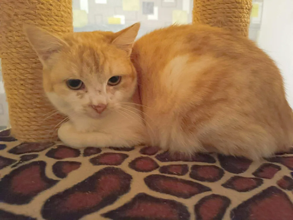 À l'adoption : Aurore