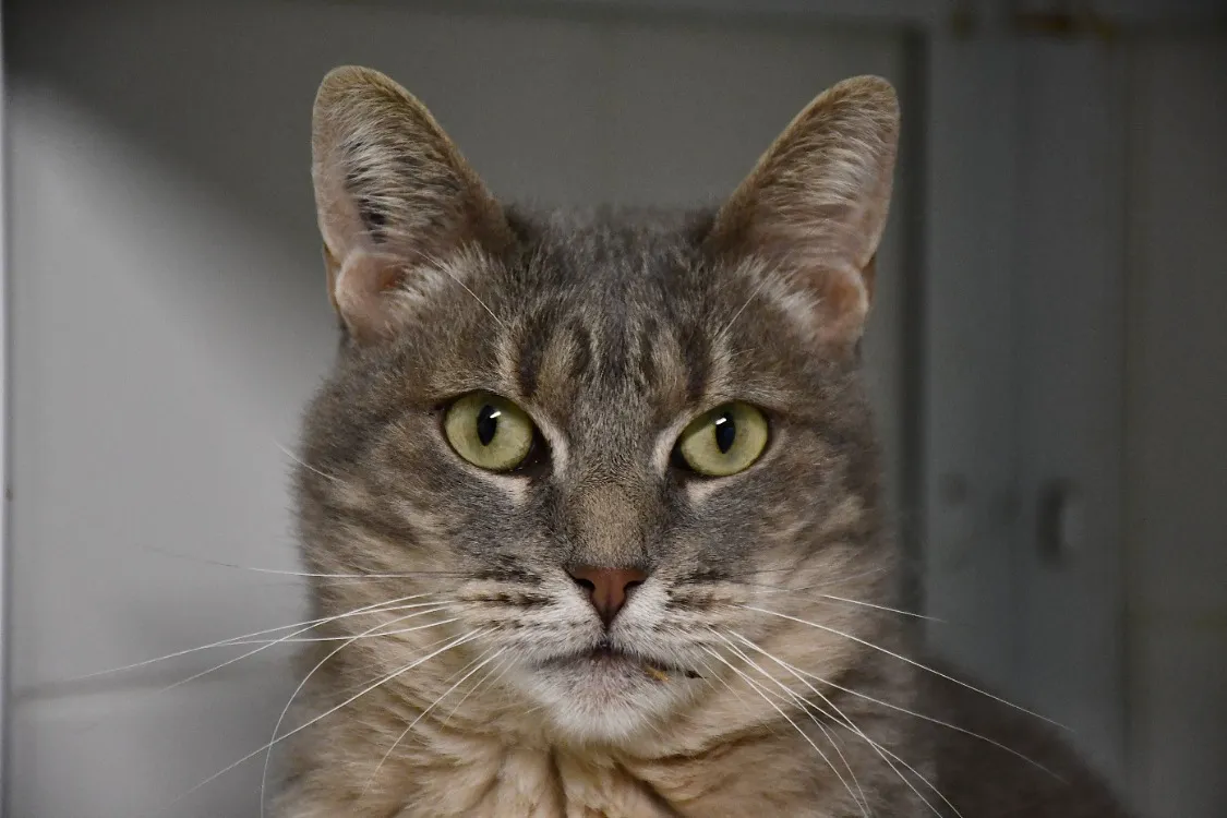 À l'adoption : Souris