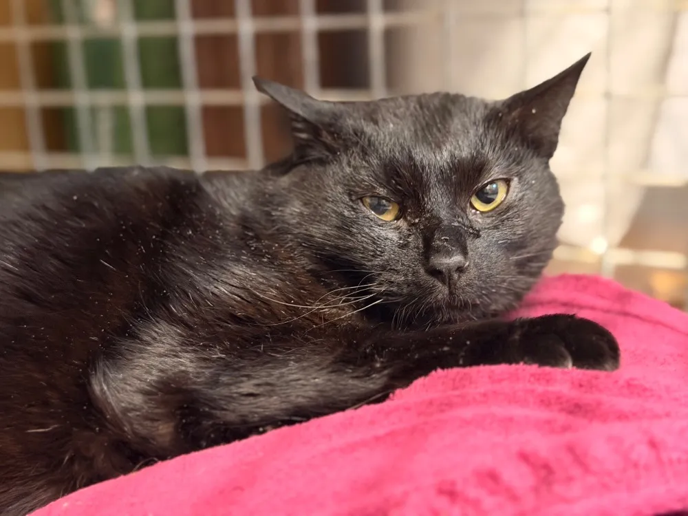 À l'adoption : Vico