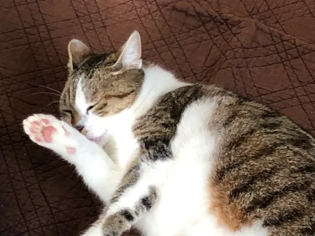 À l'adoption : Sakura