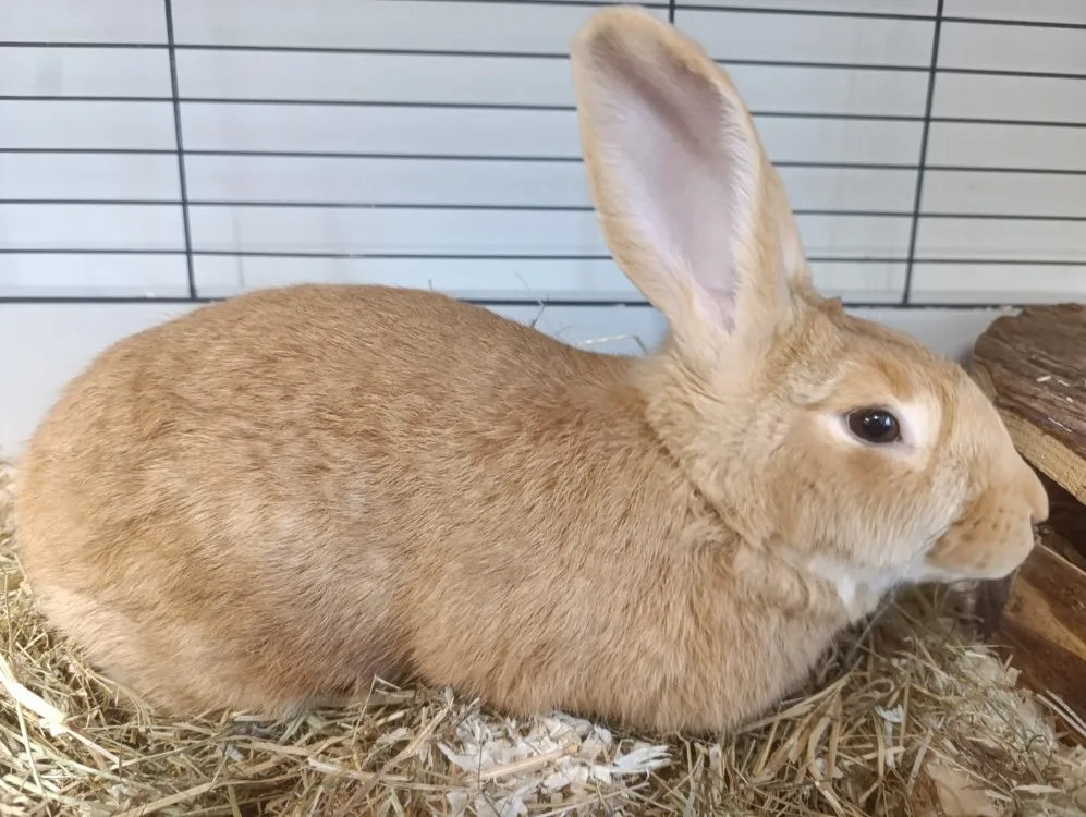 À l'adoption : Titou