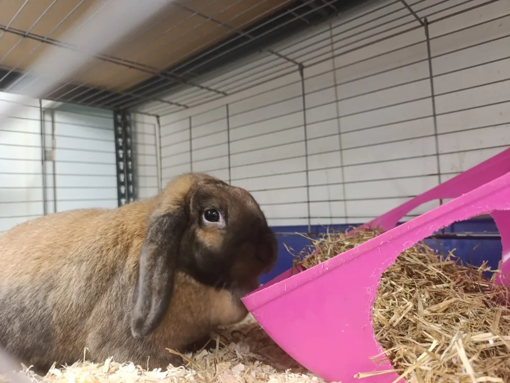 À l'adoption : Biscotte