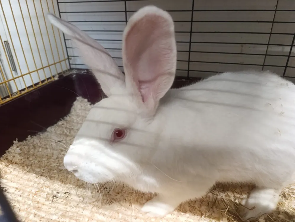 À l'adoption : Pan Pan