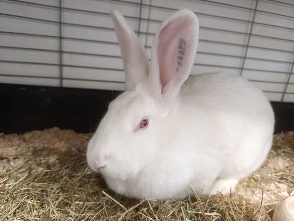 À l'adoption : Vasily