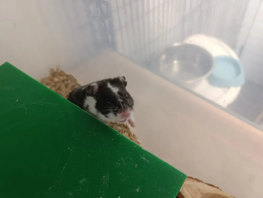 À l'adoption : Dinah