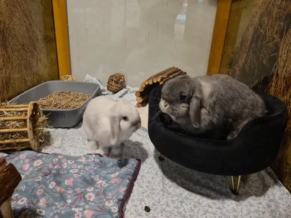 À l'adoption : Poupou Et Peche