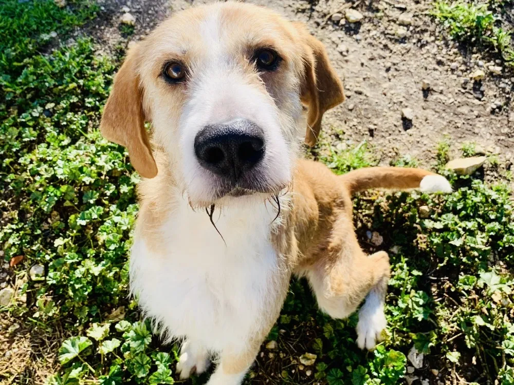 À l'adoption : Tiago