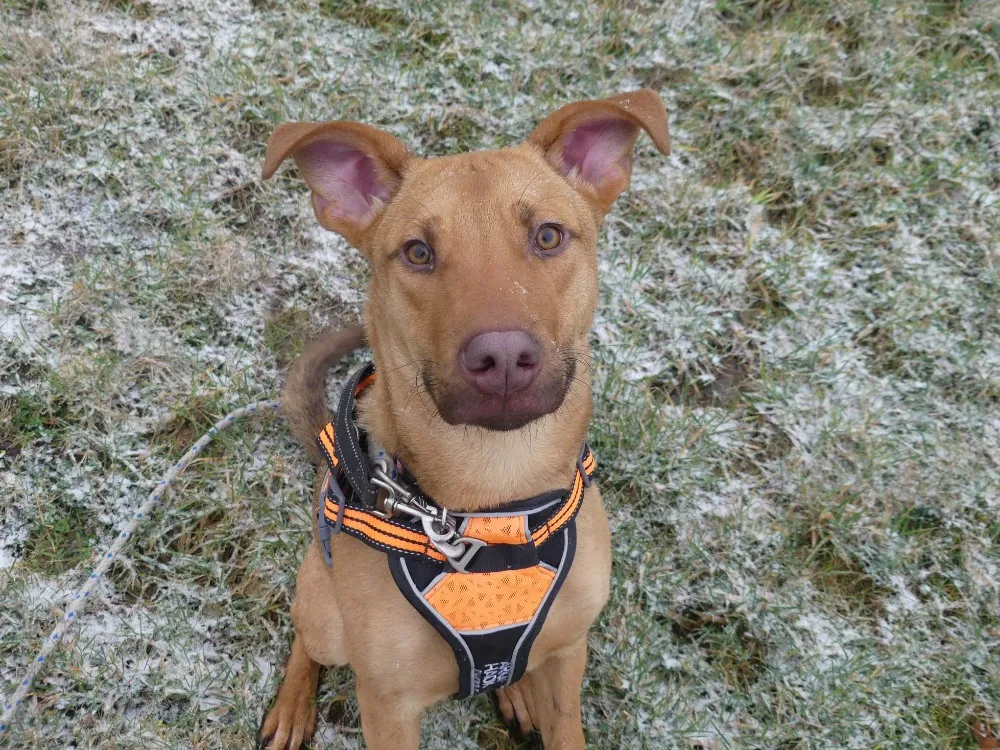 À l'adoption : Milo