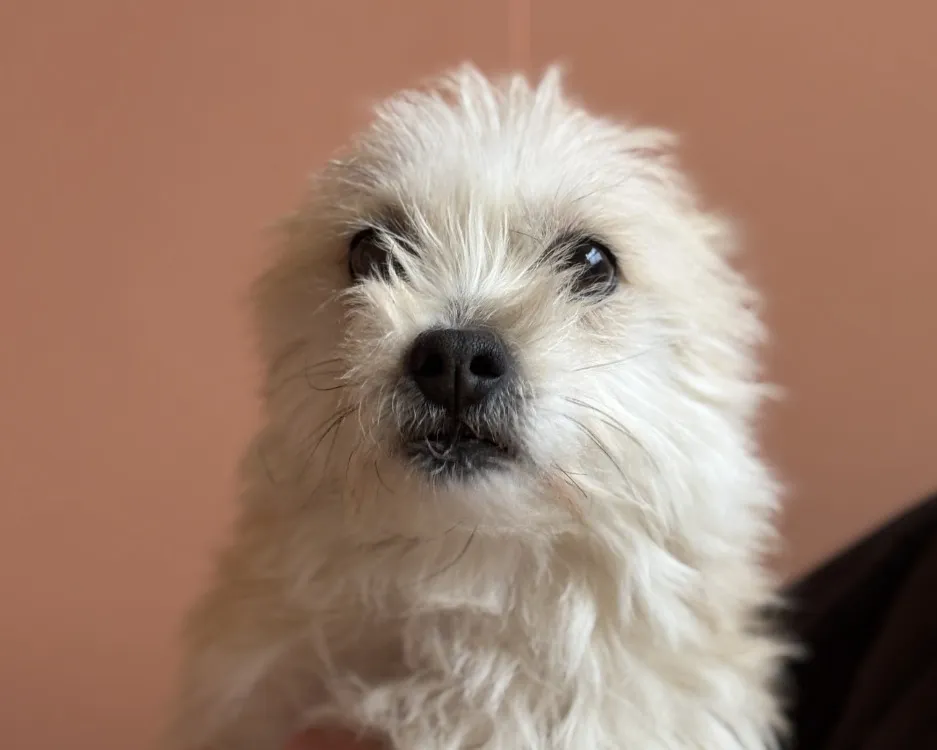 À l'adoption : Poppy