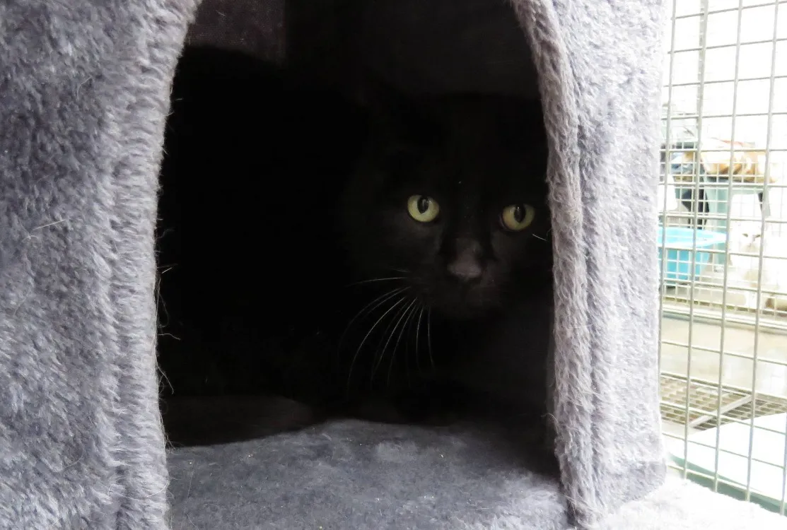 À l'adoption : Blackie