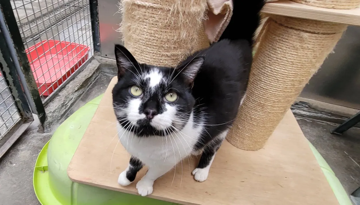 À l'adoption : Smoky