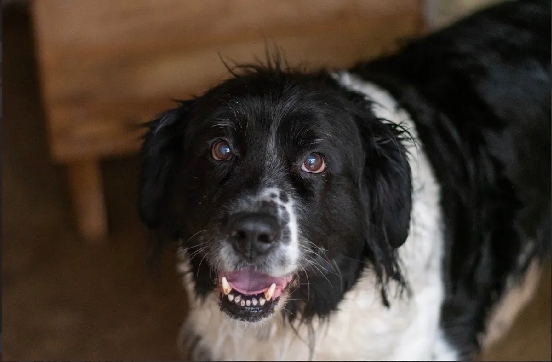 À l'adoption : Jana