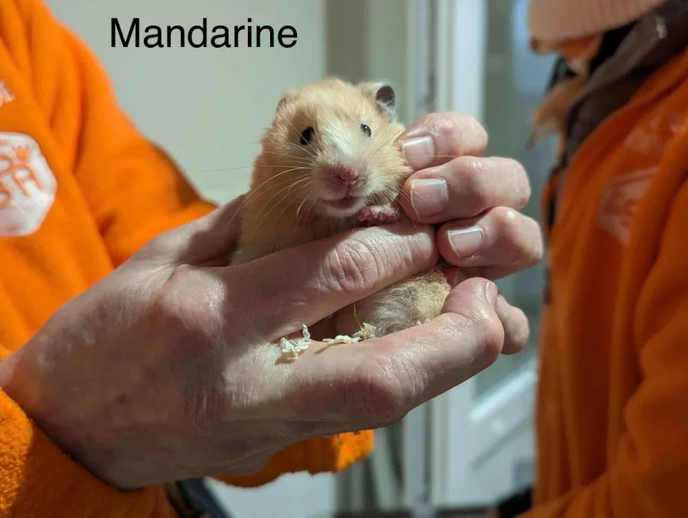 À l'adoption : Mandarine