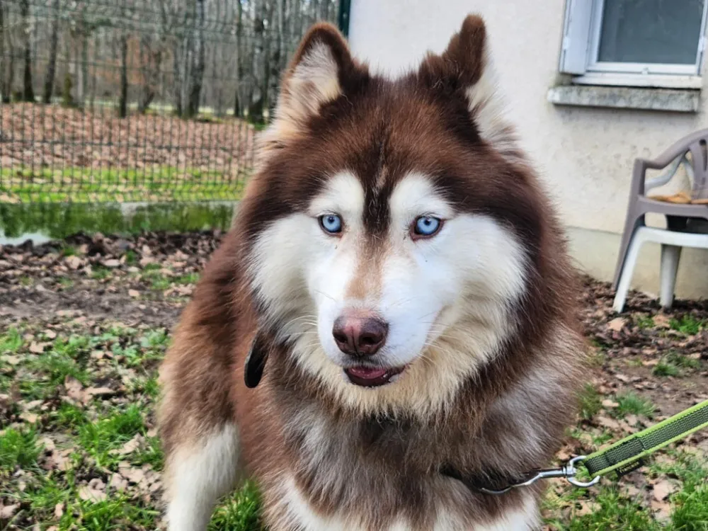 À l'adoption : Rivyder