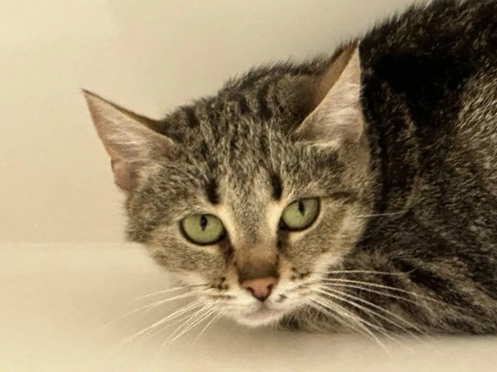 À l'adoption : Pashima