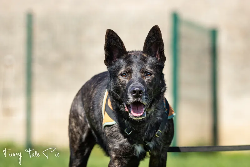 À l'adoption : Sultan