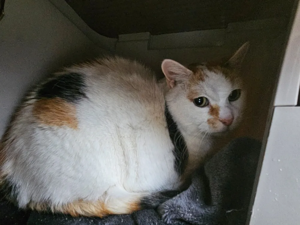 À l'adoption : Nala