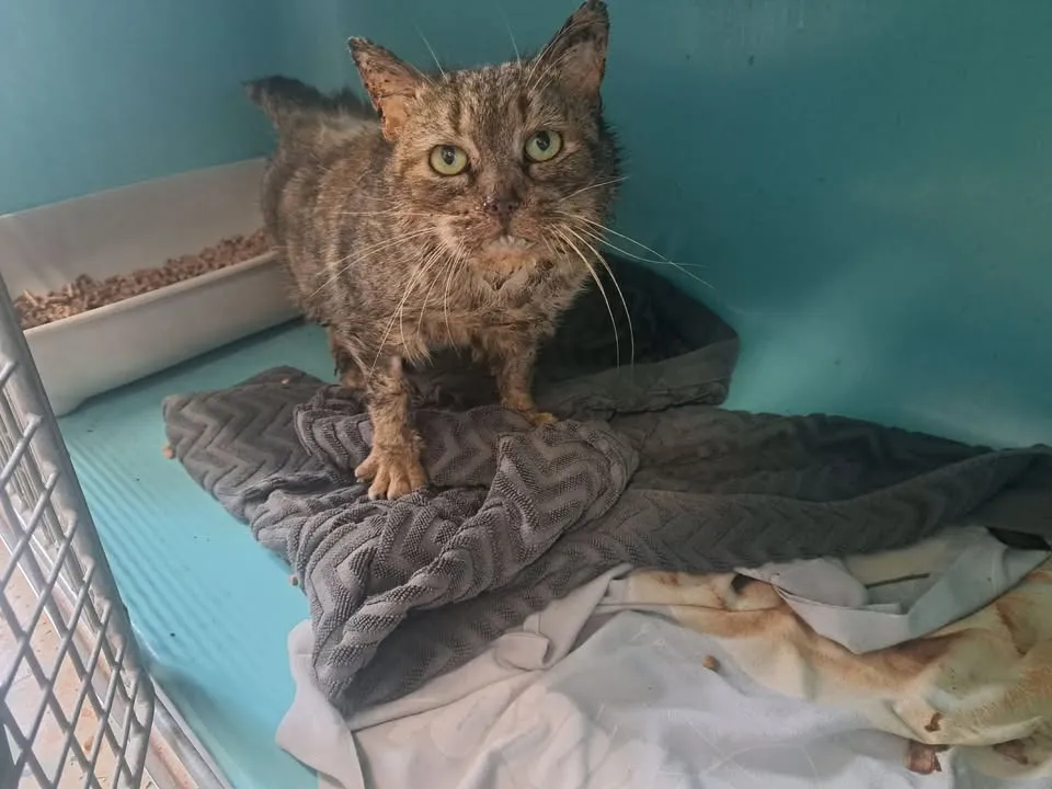 À l'adoption : Paquerette