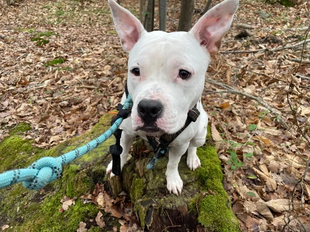 À l'adoption : Alvin Paa24099