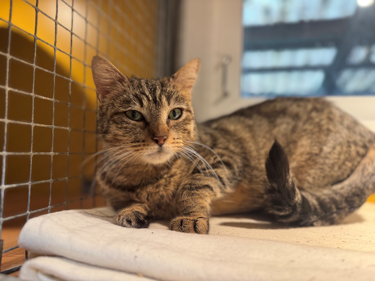 À l'adoption : Toundra A17315
