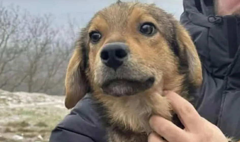 À l'adoption : Rohan